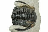 Curled Hollardops Trilobite - Orange Eye Preservation #311256-2